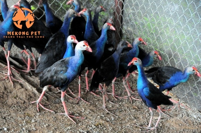 Ý Nghĩa Phong Thủy Tuyệt Vời Của Chim Trích Cồ